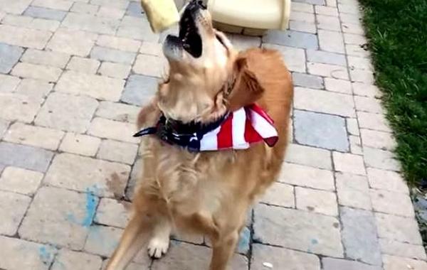  пёс не может поймать ничего, Fritz Dog, ретривер Фриц