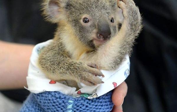 детёныш коалы обнимает маму во время операции, Phantom koala
