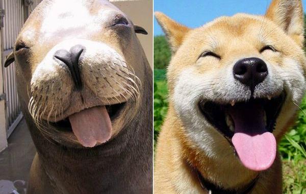 тюлени это собаки, тюлени щенки океана