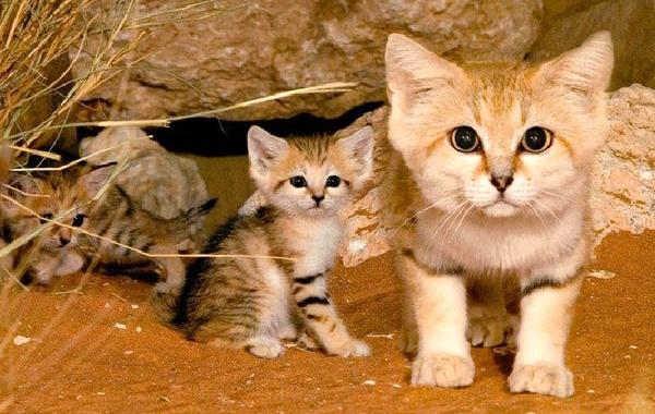 песчаные кошки, барханные кошки
