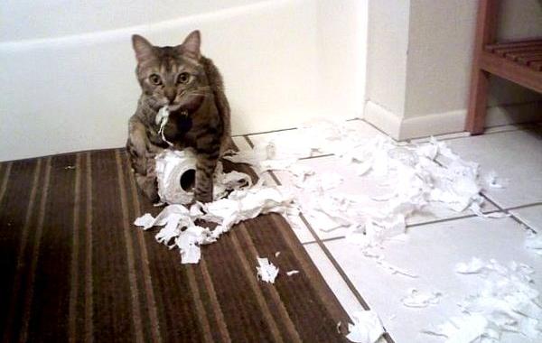 кошка худший сосед по комнате, худшие кошки в мире, кошки шкодничают
