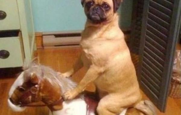 собаки одни дома, нашкодившие собаки