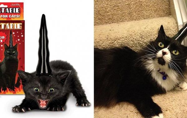 Причудливые товары для котов и кошек