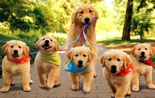 собаки-мамы, собаки со своими щенками