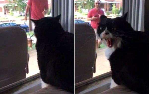 реакция кота хозяин привел собаку, кот увидел хозяин ведет собаку домой, реакция кота увидел хозяин привел собаку