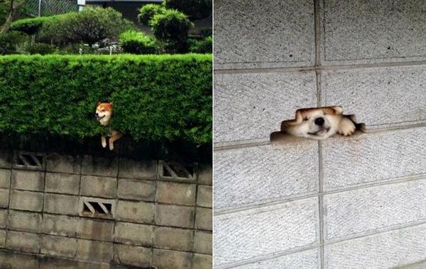 собаки хотели сказать привет, собаки хотели поздороваться, собака застрявшая в кустах