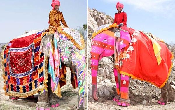 слоновий макияж, макияж слонов, фестиваль раскрашенных слонов, тюнинг слонов