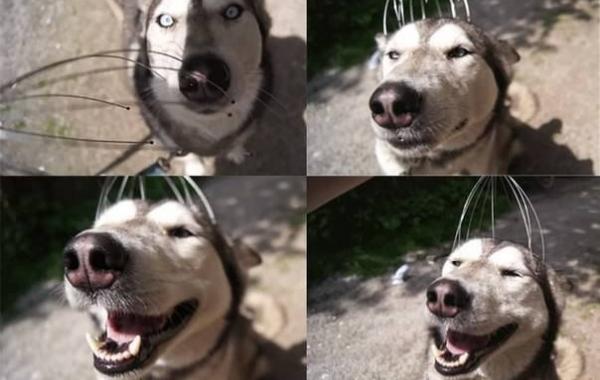 Позитив и юмор в смешных фотографиях