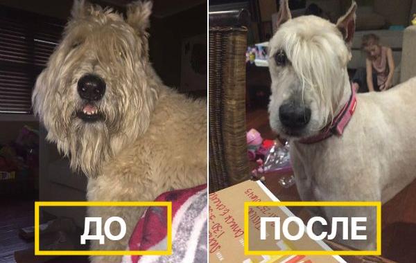 собаки до и после стрижки, как выглядят собаки после стрижки