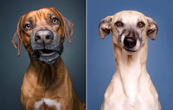 собаки это люди, собаки испытывают человеческие эмоции, Эльке Фогельзанг, Elke Vogelsang)