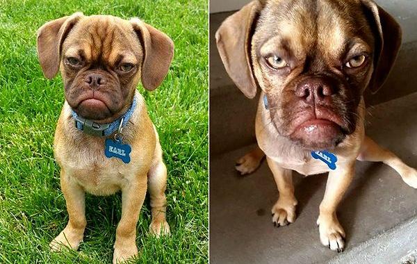 Grumpy dog, dog earl, сердитый пёс, сердитый пёс граф earl 