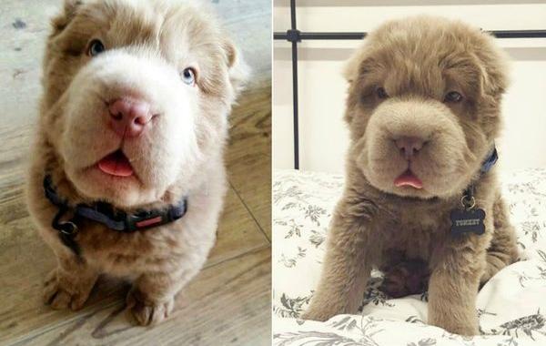 Tonkey, щенок шарпея похожий на медвежонка, щенок похожий на мишку
