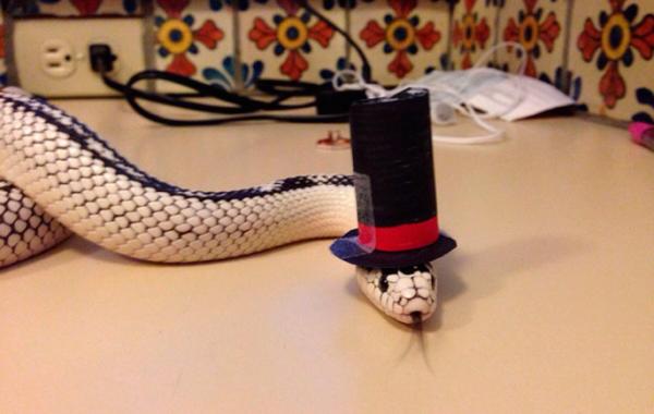 Очаровательные змеи в шляпах