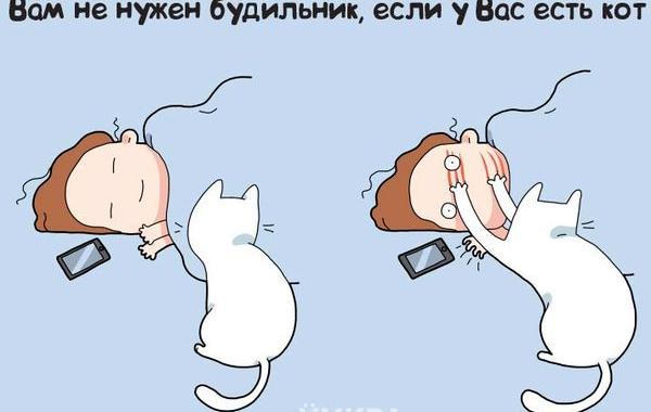 плюсы жизни с котом, преимущества жизни с котом