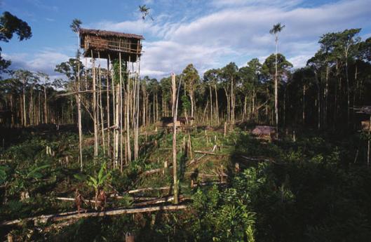 Короваи – жизнь на деревьях