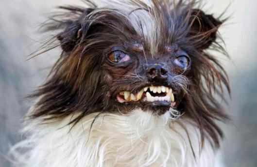 10 вдохновляющих историй спасения животных, люди спасли животных, трогательное 