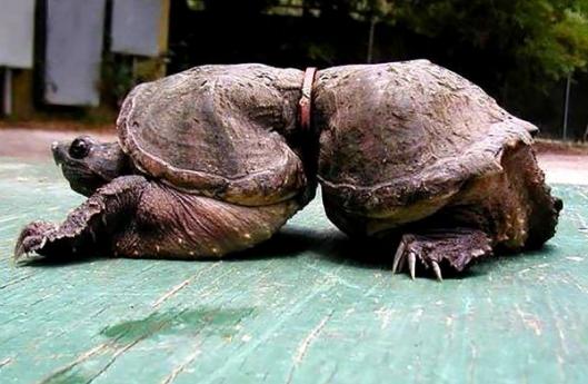 загрязнение, животные пострадавшие от нефти, к чему приводит загрязнение