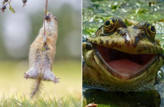 Comedy Wildlife 2016, фотоконкурс забавные фотографии животных, финалисты Comedy Wildlife 2016