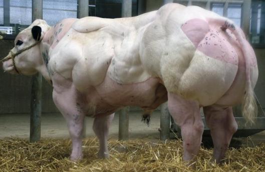 «Накаченные» быки из Бельгии, быки-мутанты, Belgian Blue cattle