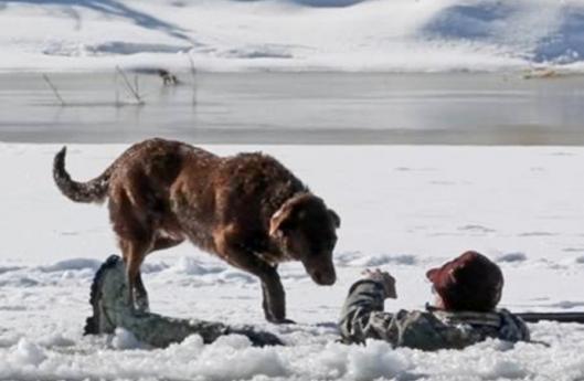 Собаки-герои и душещипательные истории их преданности