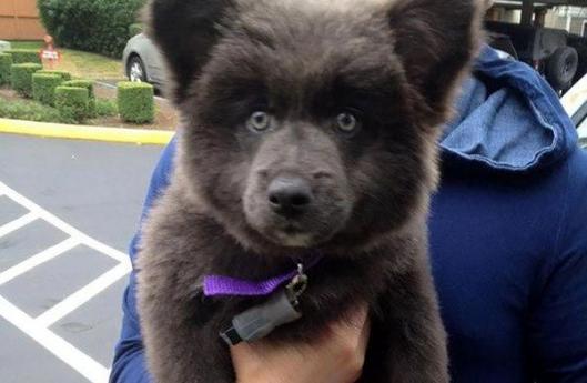 щенки похожие на медвежат, Puppies That Look Like Teddy Bears