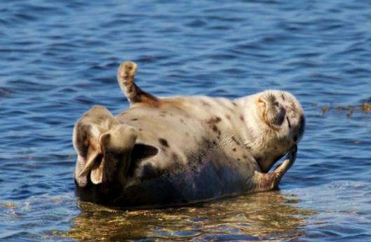 Дикая природа России 2015, фотографии природы