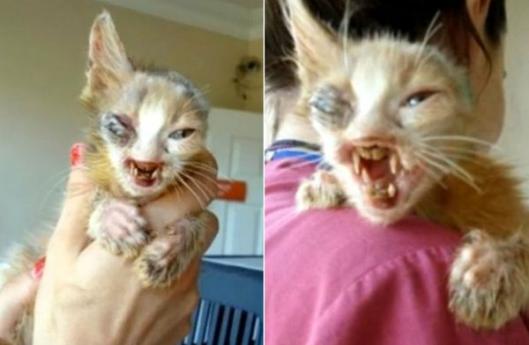 изуродованный котёнок из Стамбула, котёнок на улицах Стамбула, 7-летняя девочка спасла котёнка