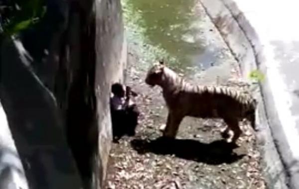 Тигр убил человека, упавшего к нему в вольер на глазах посетителей